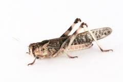 Locust