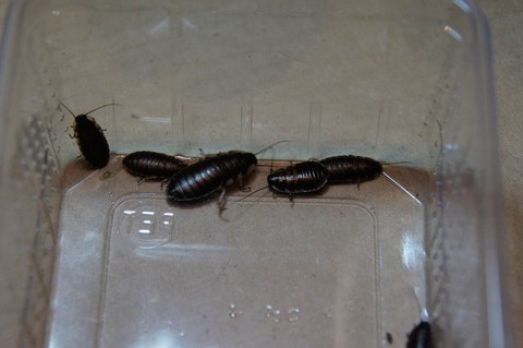 Gromphradorhina portentosa