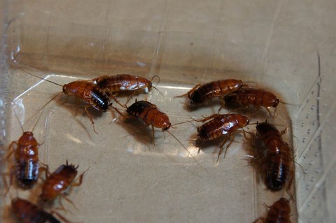 Shelfordella lateralis